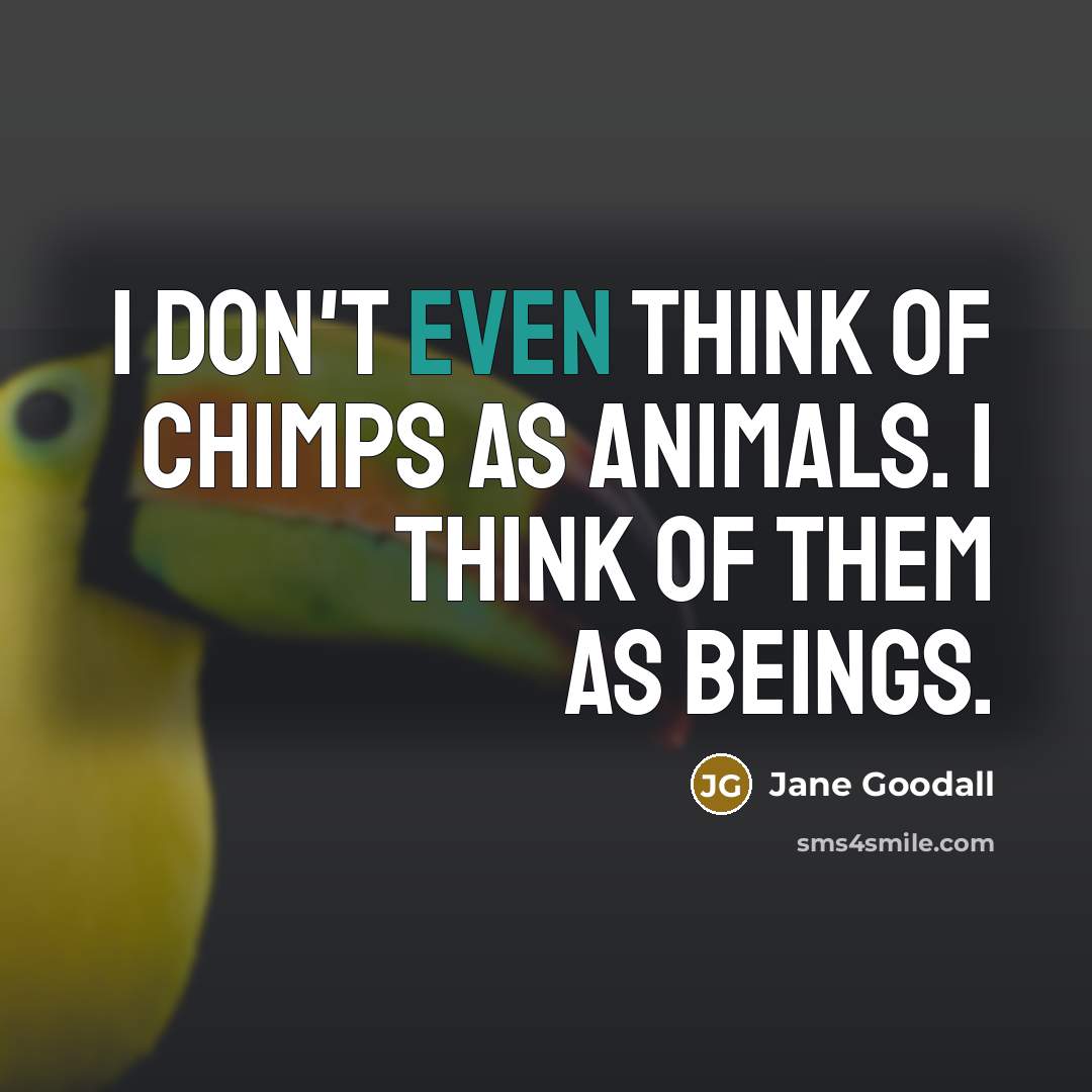 “I don't even think of chimps as animals. I think…” quote by Jane Goodall