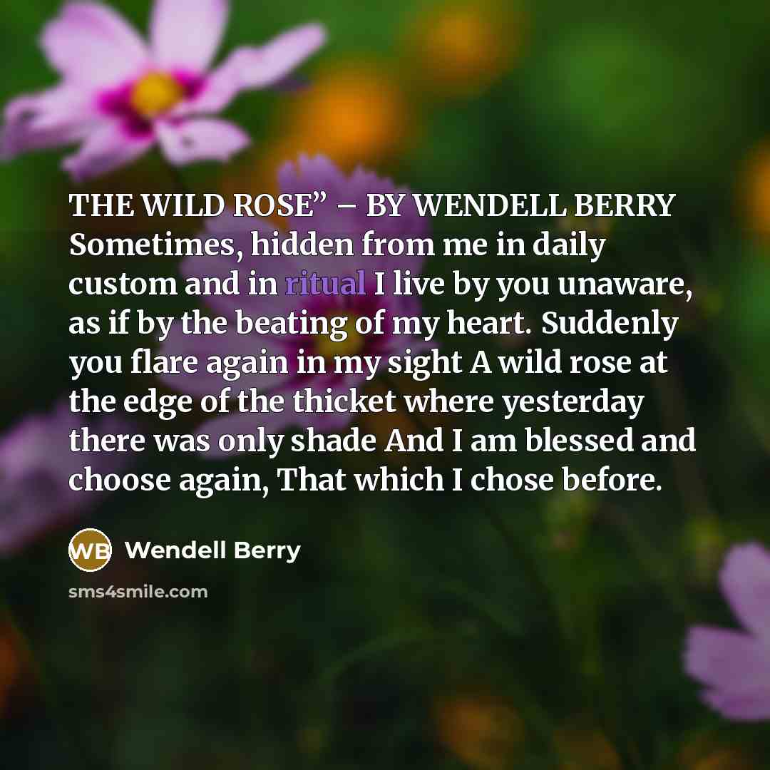 “THE WILD ROSE” – BY WENDELL BERRY Sometimes, hidden from…” quote by Wendell Berry