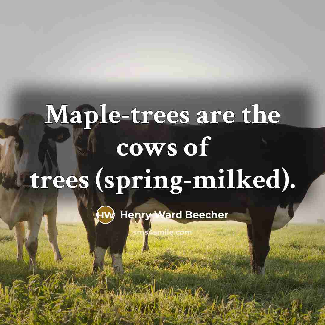 “Maple-trees are the cows of trees (spring-milked).…” quote by Henry Ward Beecher
