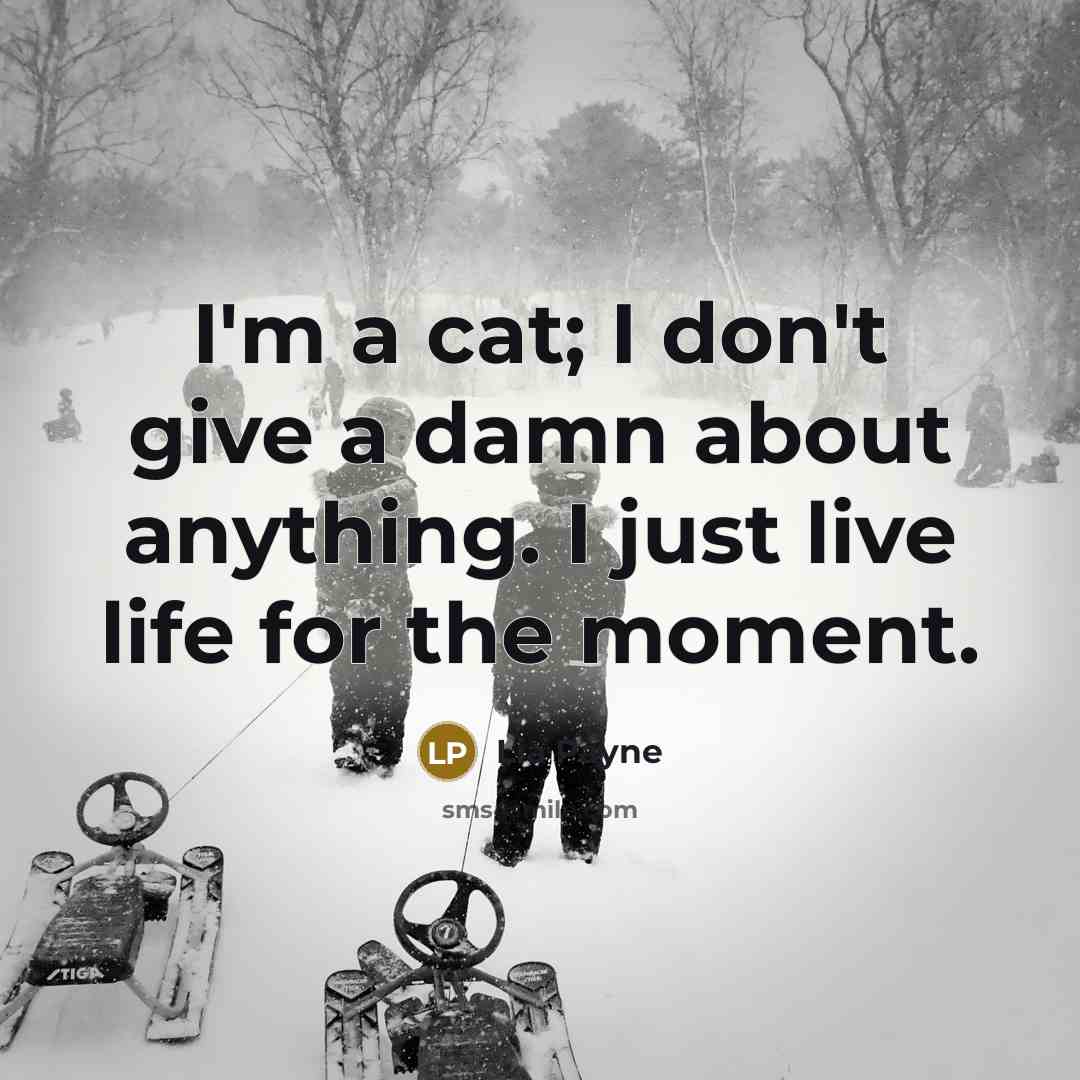 “I'm a cat; I don't give a damn about anything.…” quote by Lia Payne