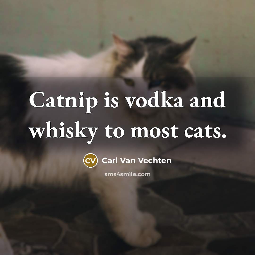 “Catnip is vodka and whisky to most cats.…” quote by Carl Van Vechten