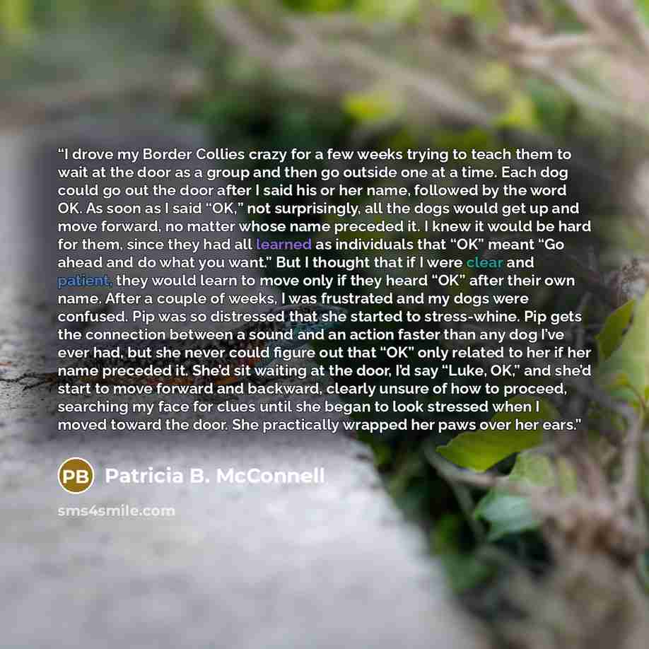 “I drove my Border Collies crazy for a few weeks trying to teach them to wait at the door as a group and then go outside one at a time. Each dog could go out the door after I said his or her name, followed by the word OK. As soon as I said “OK,” not surprisingly, all the dogs would get up and move…” quote by Patricia B. McConnell