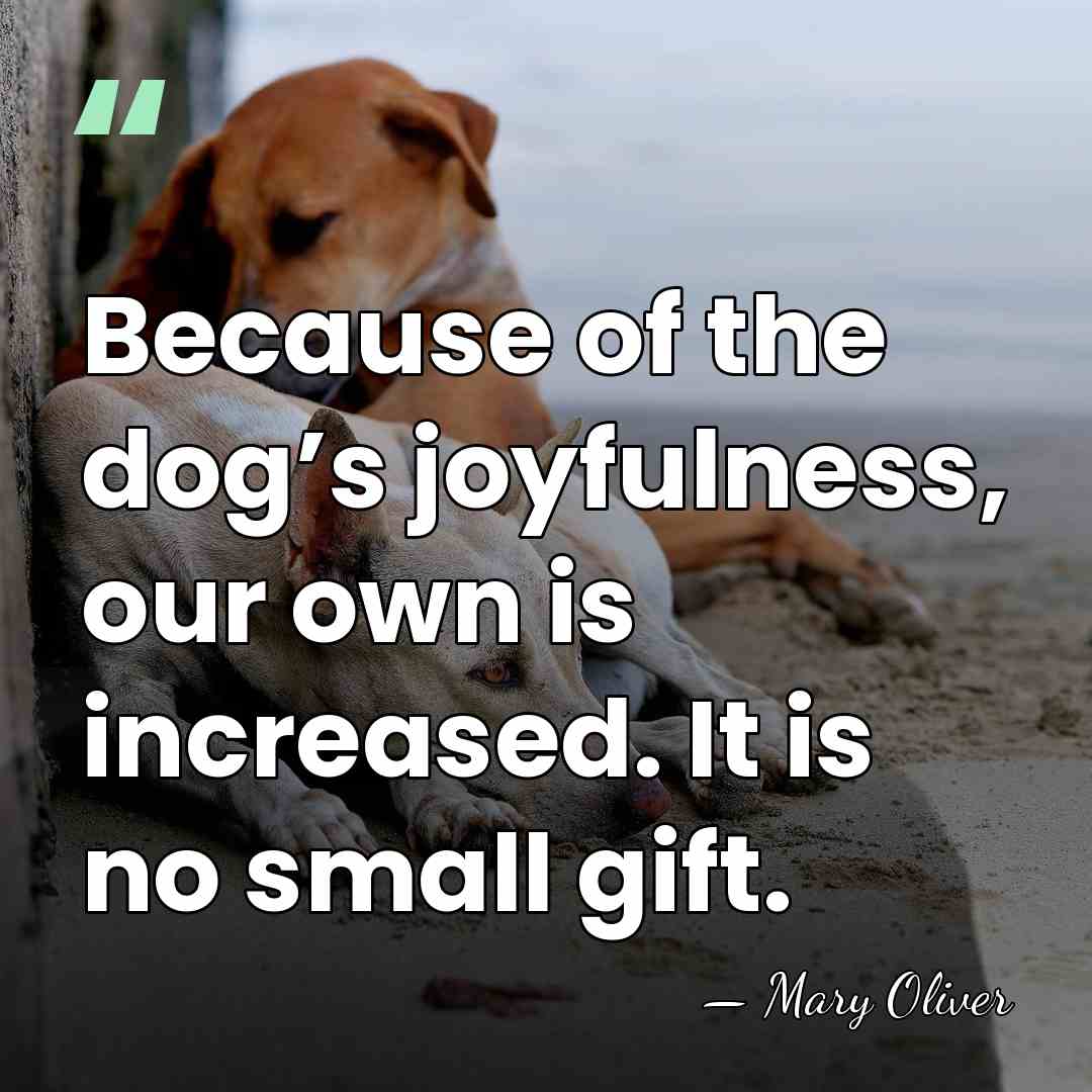 Because of the dog’s joyfulness, our own is increased. It is no&hellip; - Mary Oliver