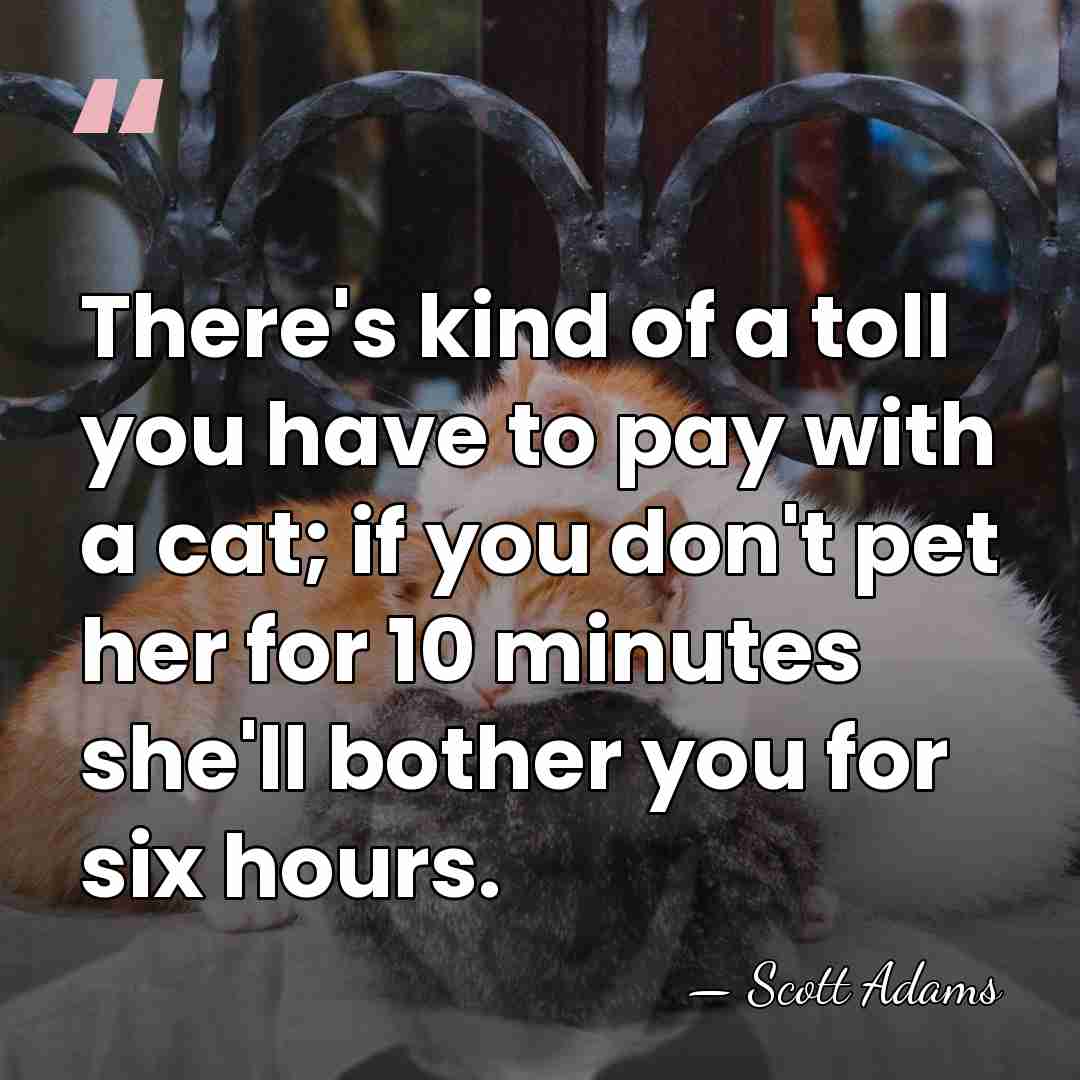 There's kind of a toll you have to pay with a cat;&hellip; - Scott Adams