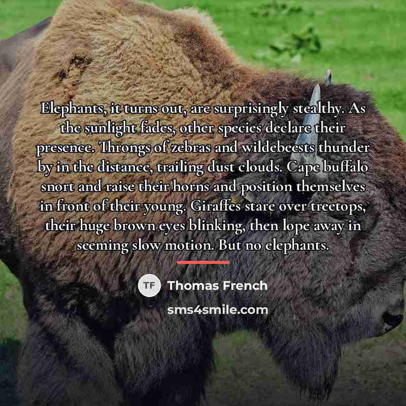 “Elephants, it turns out, are surprisingly stealthy. As the sunlight…” quote by Thomas French