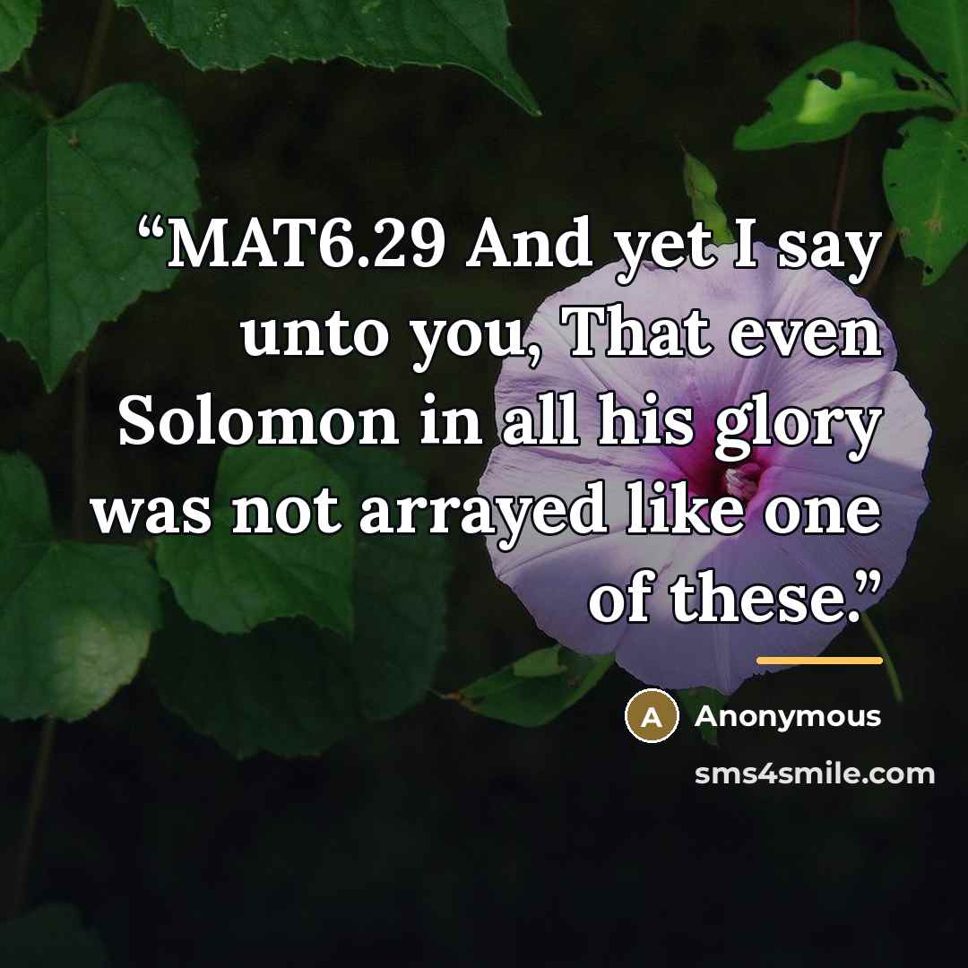 “MAT6.29 And yet I say unto you, That even Solomon in all his glory was not arrayed like one of these.” quote by Anonymous