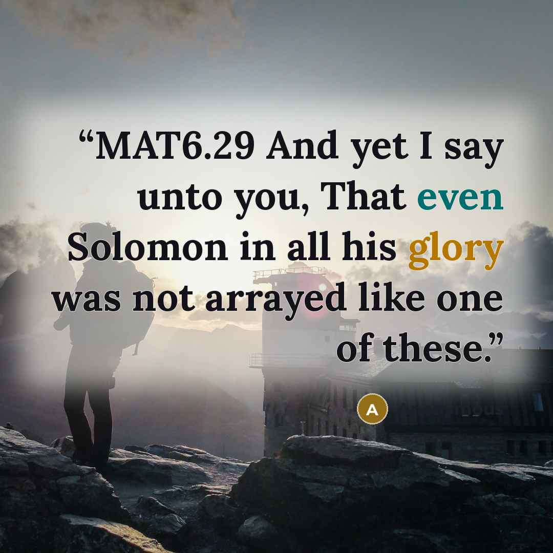 “MAT6.29 And yet I say unto you, That even Solomon in all his glory was not arrayed like one of these.” quote by Anonymous