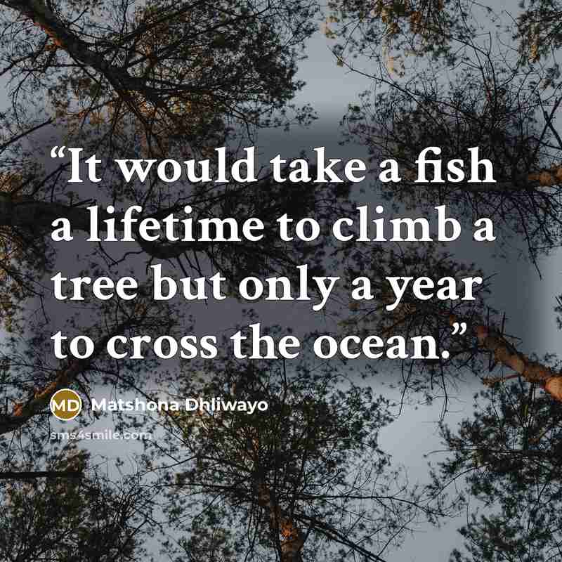 “It would take a fish a lifetime to climb a tree but only a year to cross the ocean.” quote by Matshona Dhliwayo