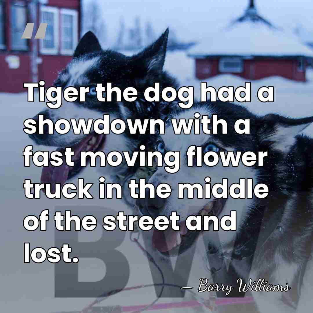 Tiger the dog had a showdown with a fast moving flower truck&hellip; - Barry Williams