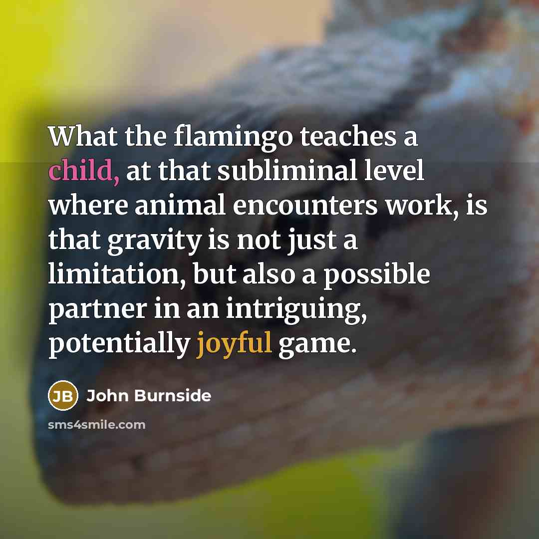 “What the flamingo teaches a child, at that subliminal level…” quote by John Burnside