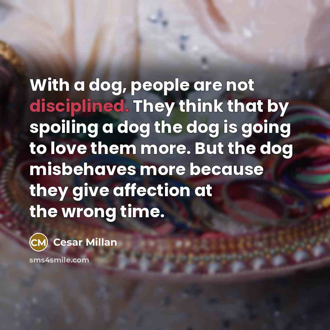“With a dog, people are not disciplined. They think that…” quote by Cesar Millan