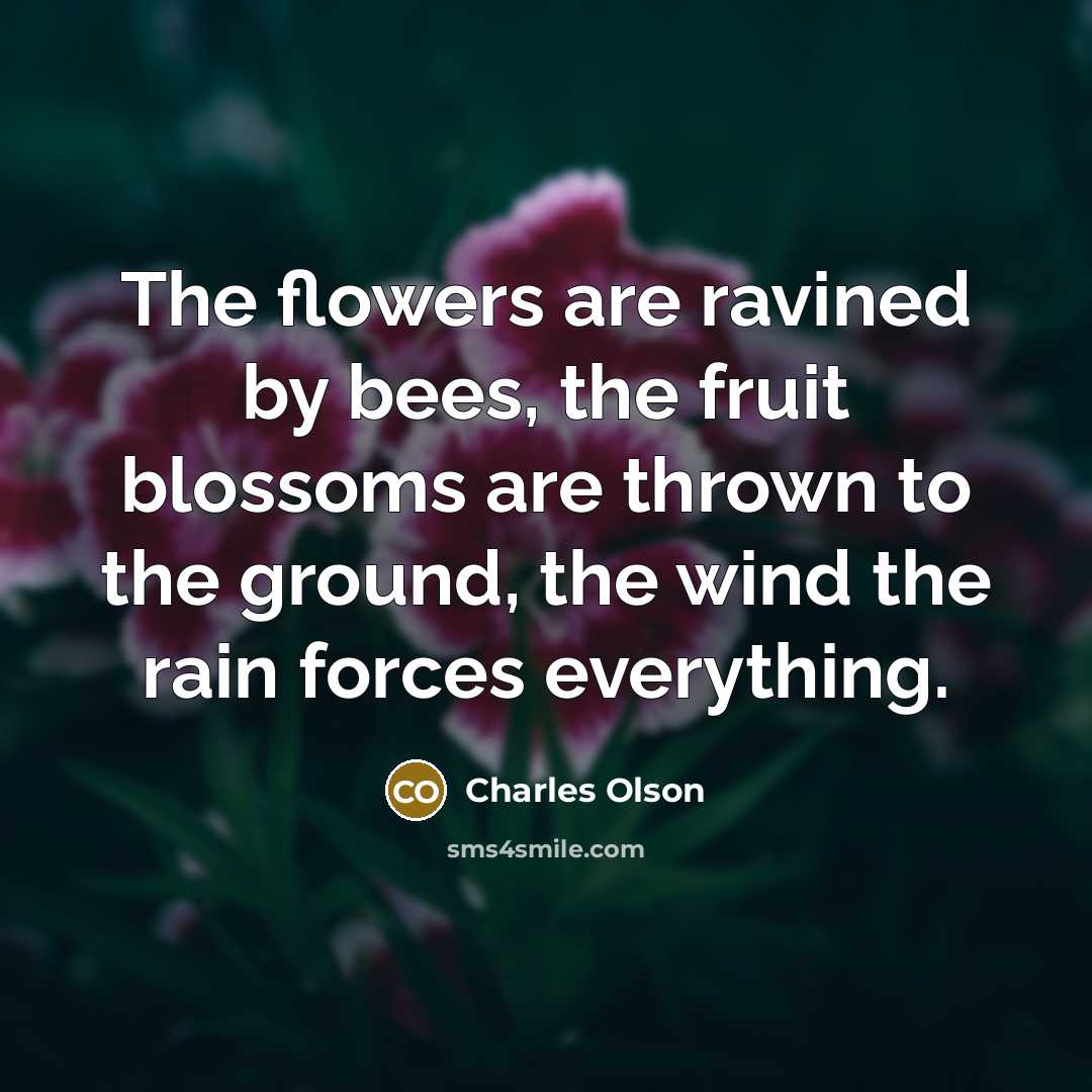 “The flowers are ravined by bees, the fruit blossoms are…” quote by Charles Olson