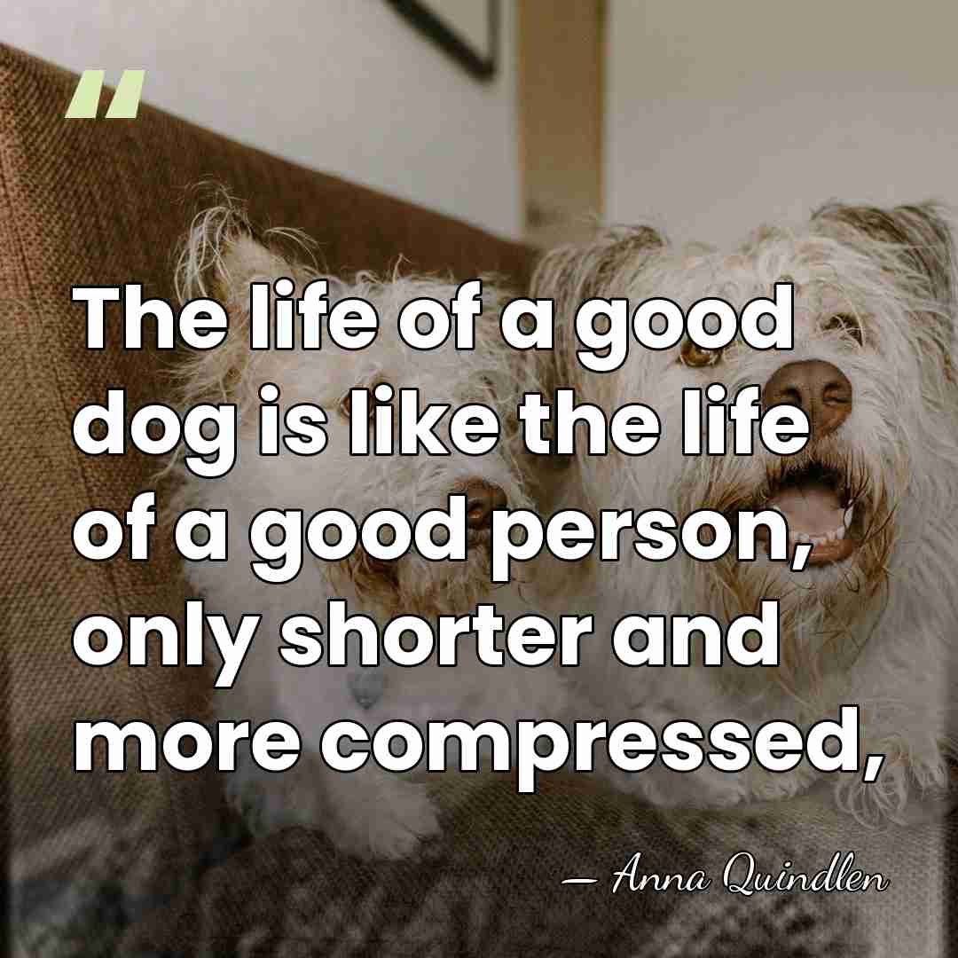 The life of a good dog is like the life of a&hellip; - Anna Quindlen