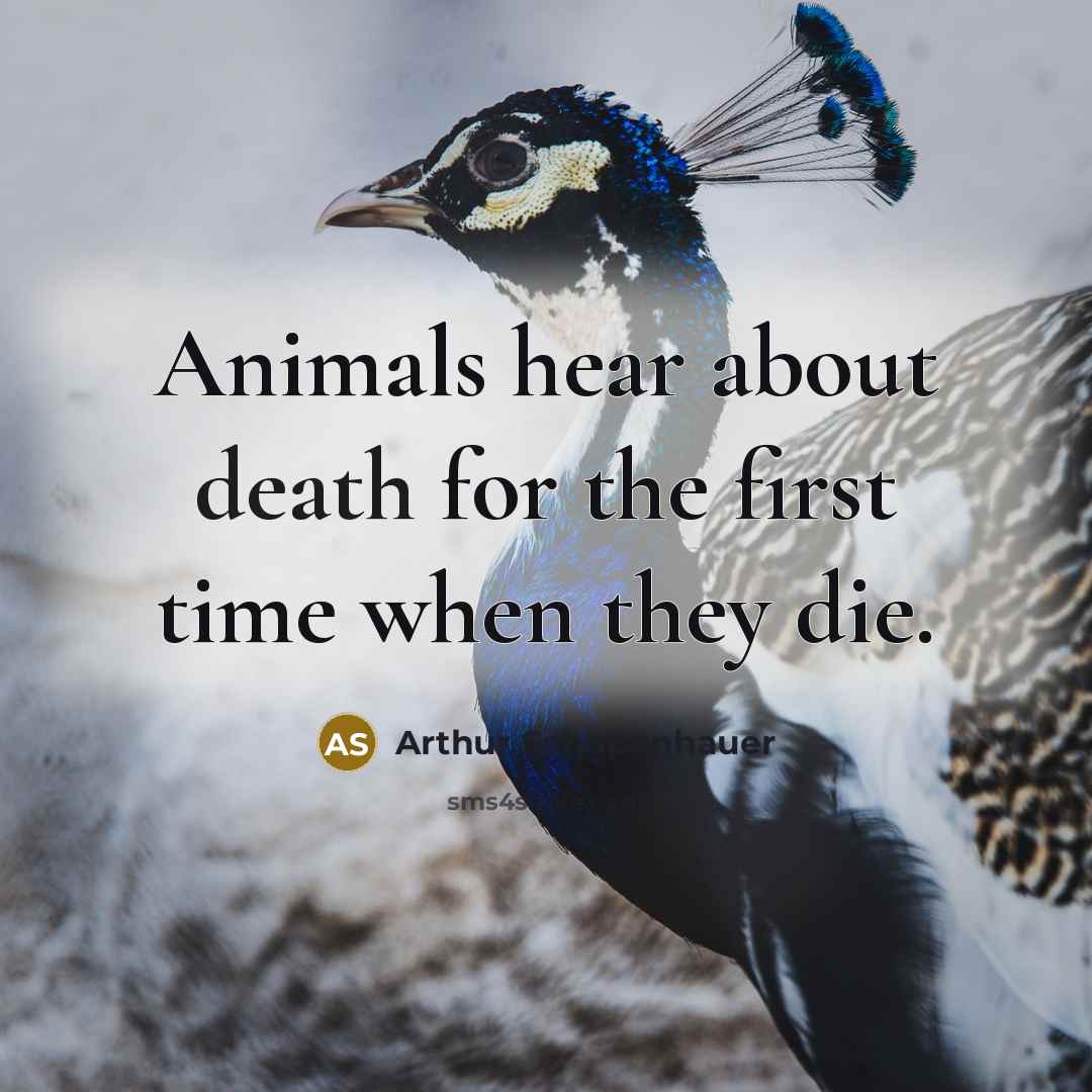 “Animals hear about death for the first time when they…” quote by Arthur Schopenhauer
