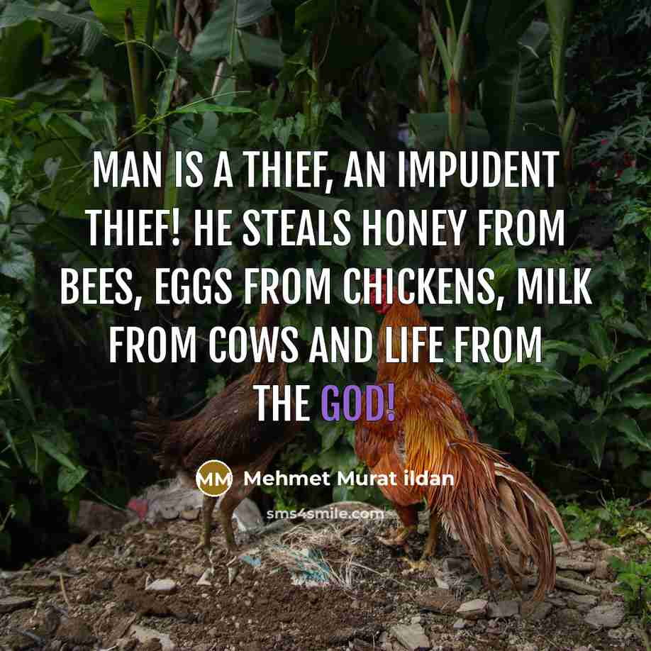 “Man is a thief, an impudent thief! He steals honey…” quote by Mehmet Murat Ildan