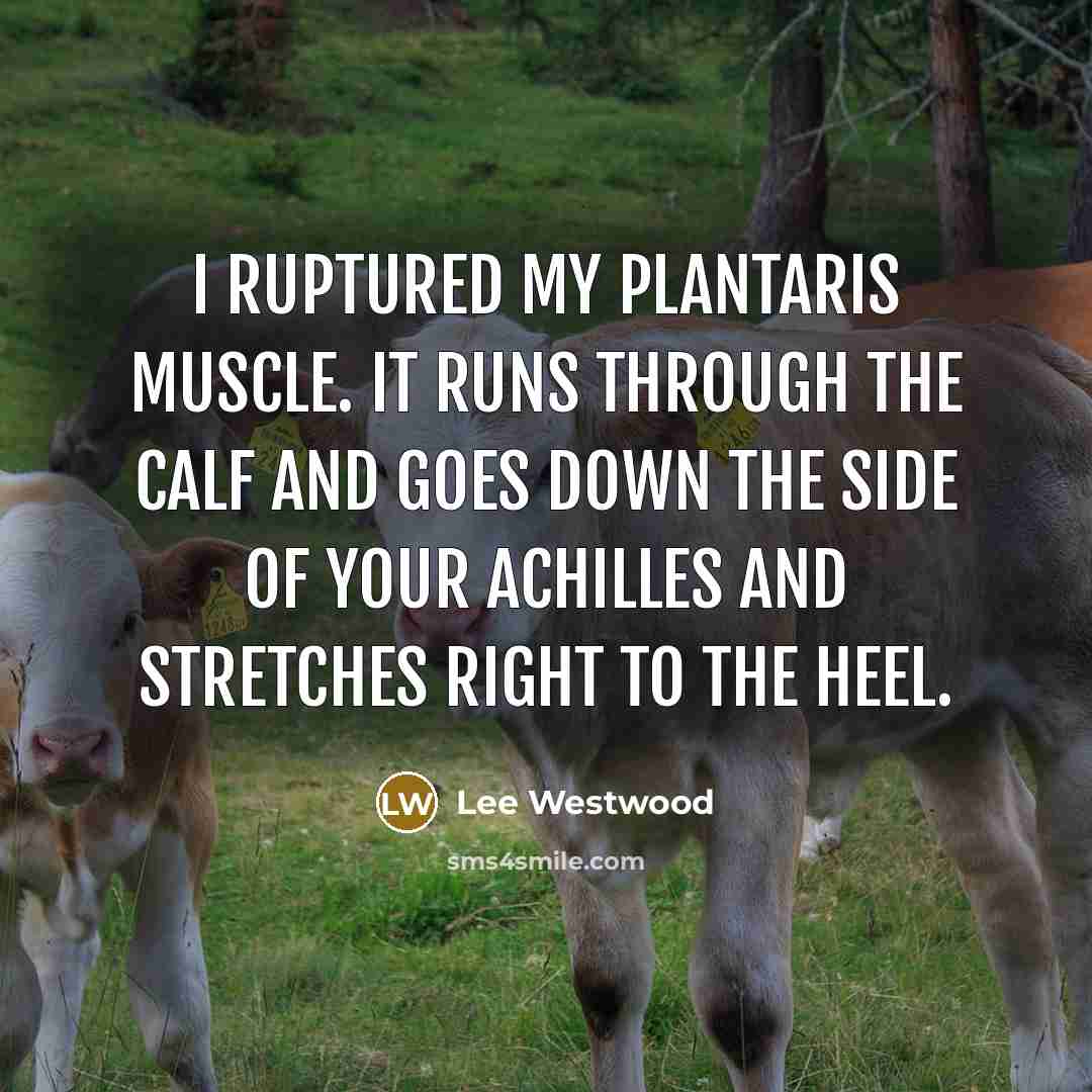 “I ruptured my plantaris muscle. It runs through the calf…” quote by Lee Westwood