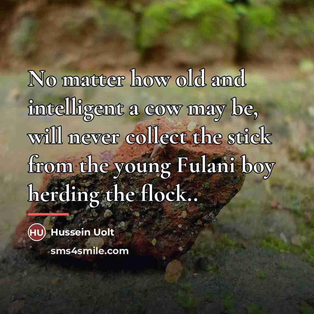 “No matter how old and intelligent a cow may be,…” quote by Hussein Uolt
