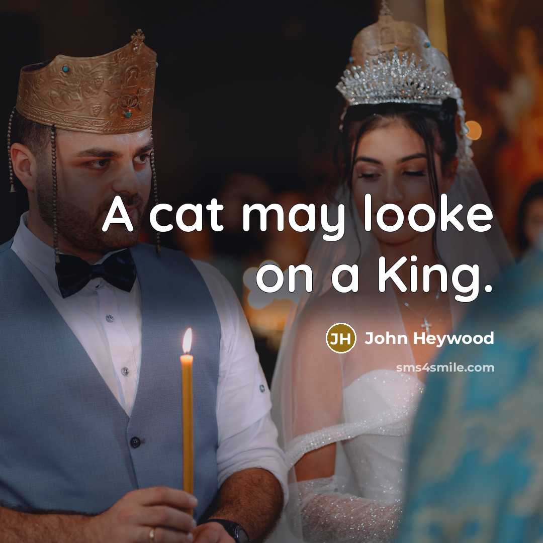 “A cat may looke on a King.…” quote by John Heywood