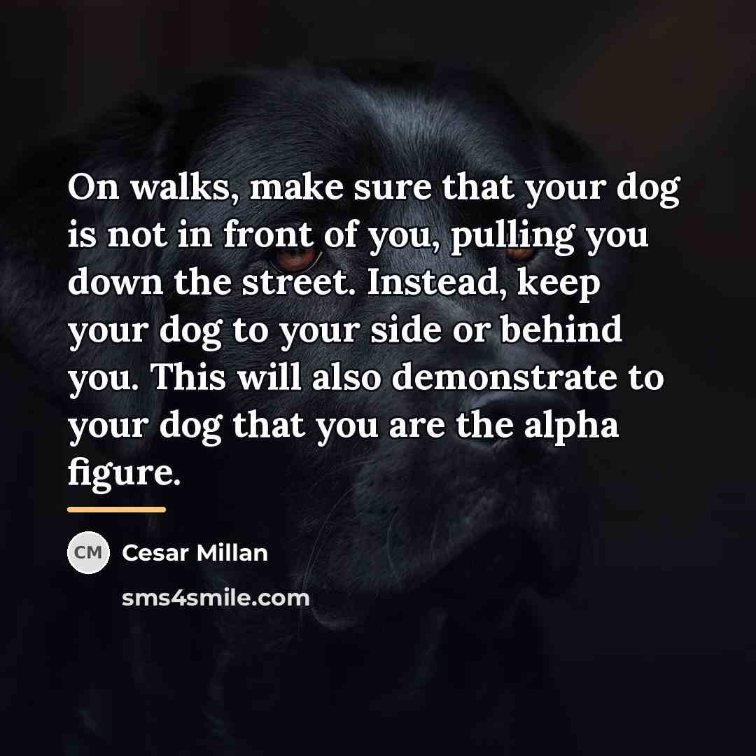 “On walks, make sure that your dog is not in…” quote by Cesar Millan