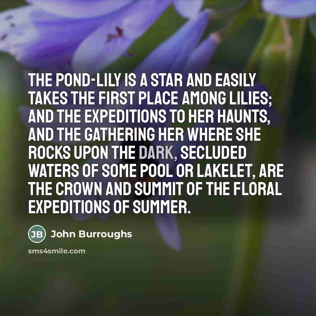 “The pond-lily is a star and easily takes the first…” quote by John Burroughs