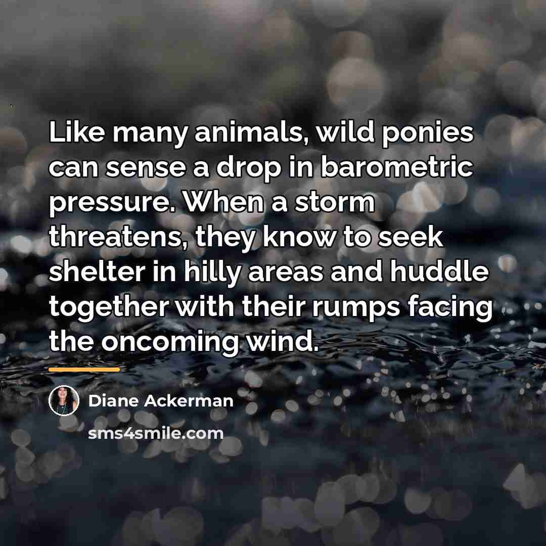 “Like many animals, wild ponies can sense a drop in…” quote by Diane Ackerman
