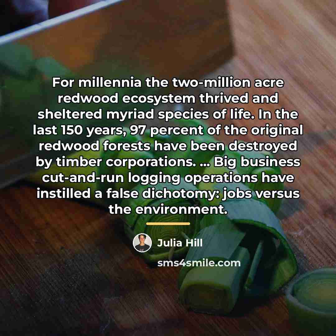 “For millennia the two-million acre redwood ecosystem thrived and sheltered…” quote by Julia Hill