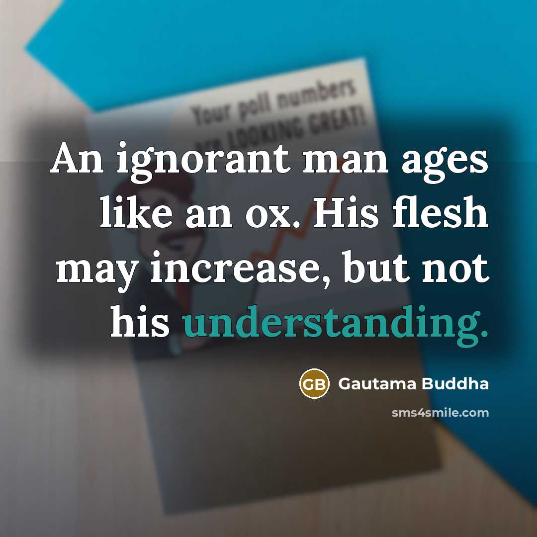 “An ignorant man ages like an ox. His flesh may…” quote by Gautama Buddha
