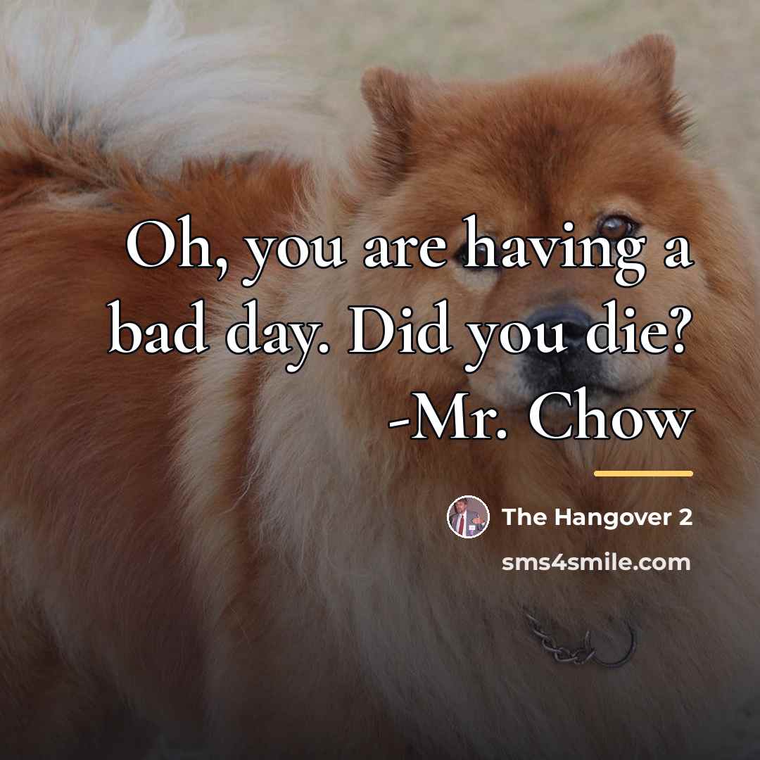 “Oh, you are having a bad day. Did you die?…” quote by The Hangover 2