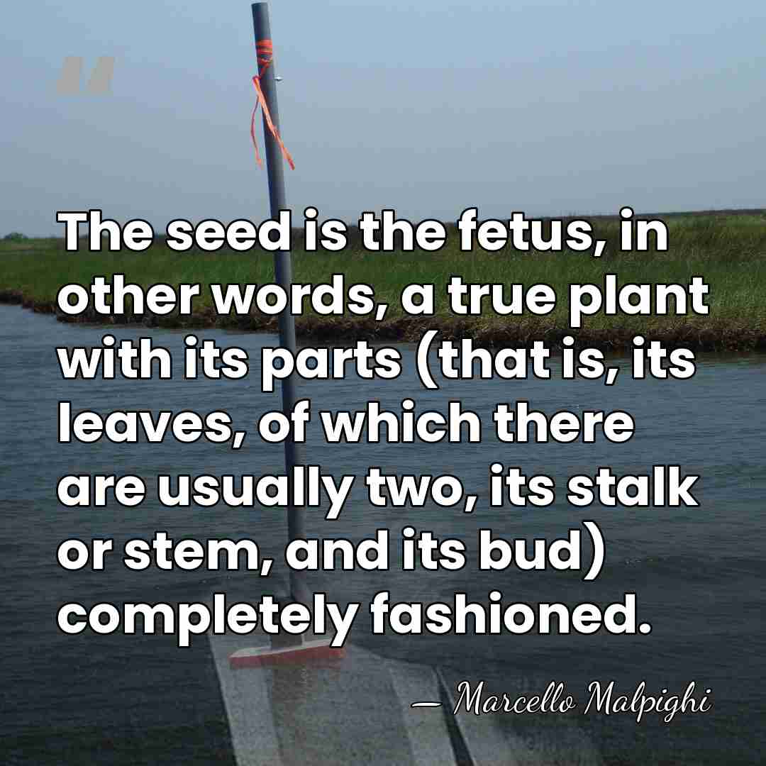 The seed is the fetus, in other words, a true plant with&hellip; - Marcello Malpighi