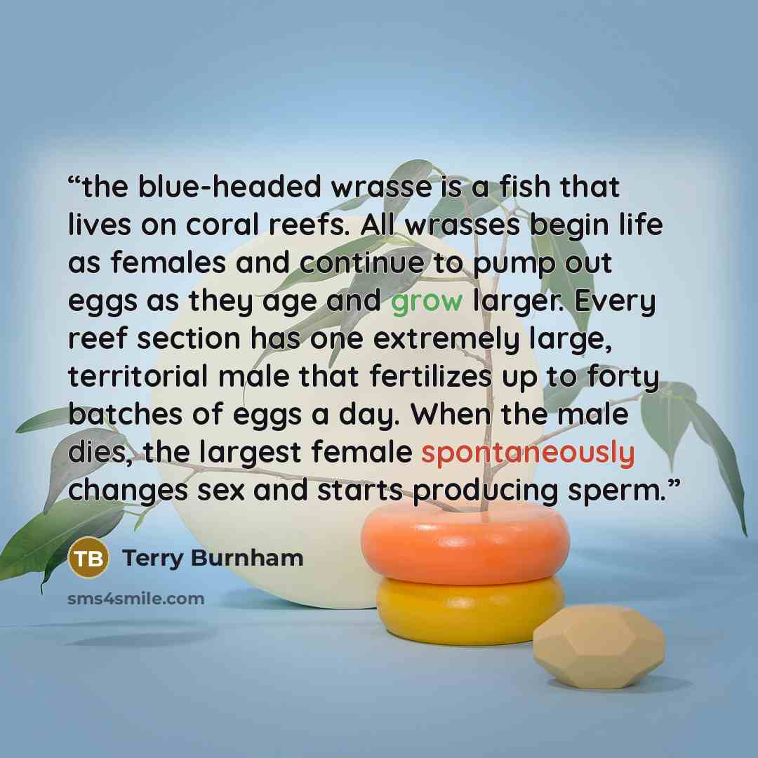 “the blue-headed wrasse is a fish that lives on coral reefs. All wrasses begin life as females and continue to pump out eggs as they age and grow larger. Every reef section has one extremely large, territorial male that fertilizes up to forty batches of eggs a day. When the male dies, the largest…” quote by Terry Burnham