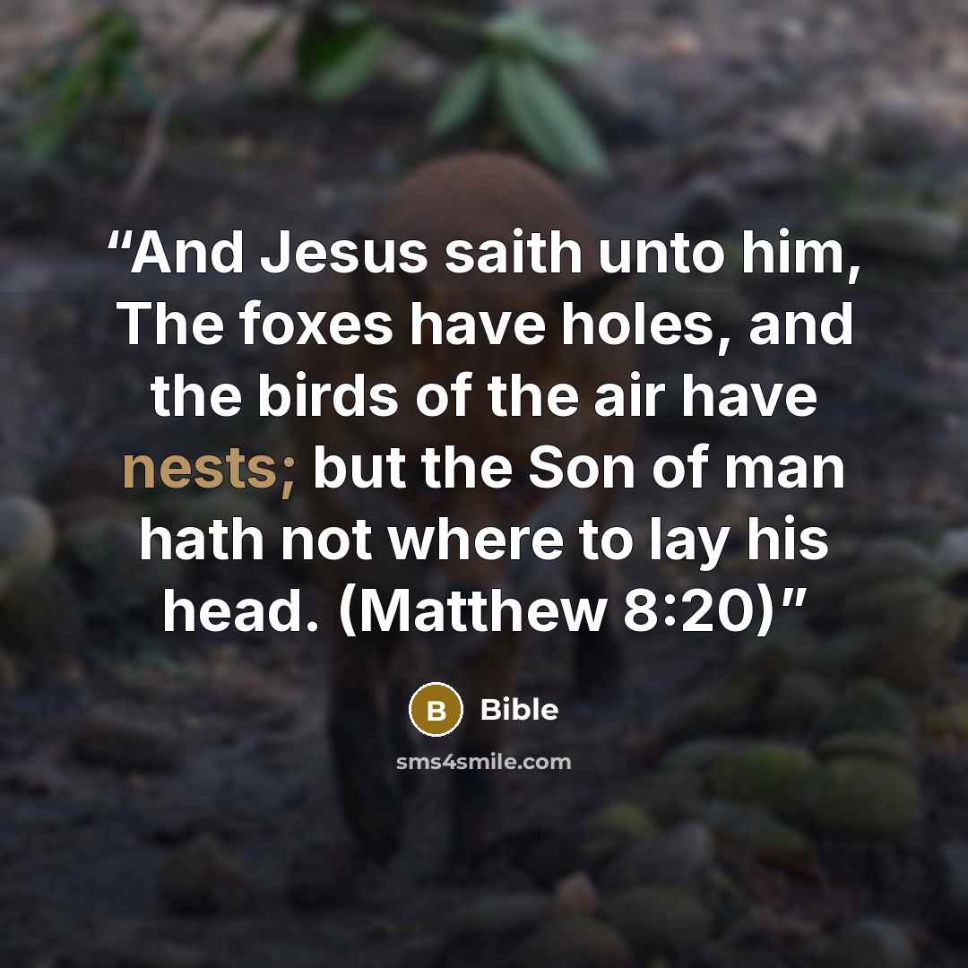 “And Jesus saith unto him, The foxes have holes, and the birds of the air have nests; but the Son of man hath not where to lay his head. (Matthew 8:20)” quote by Bible
