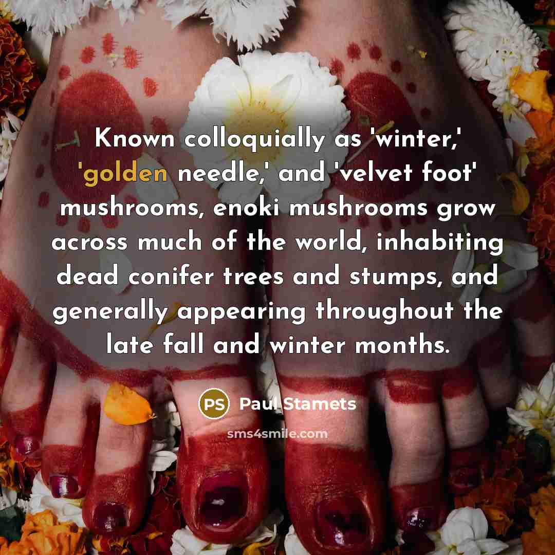 “Known colloquially as 'winter,' 'golden needle,' and 'velvet foot' mushrooms,…” quote by Paul Stamets