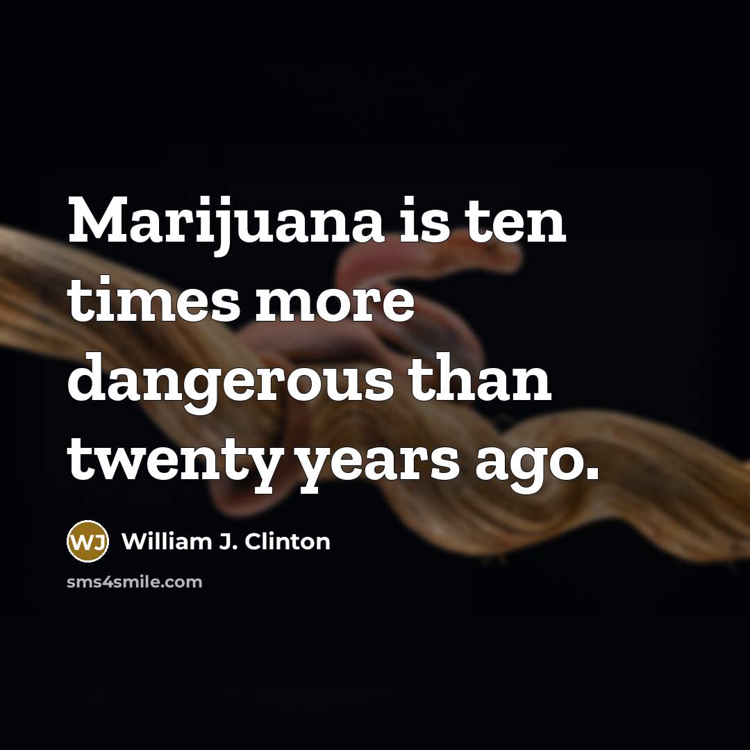 “Marijuana is ten times more dangerous than twenty years ago.…” quote by William J. Clinton