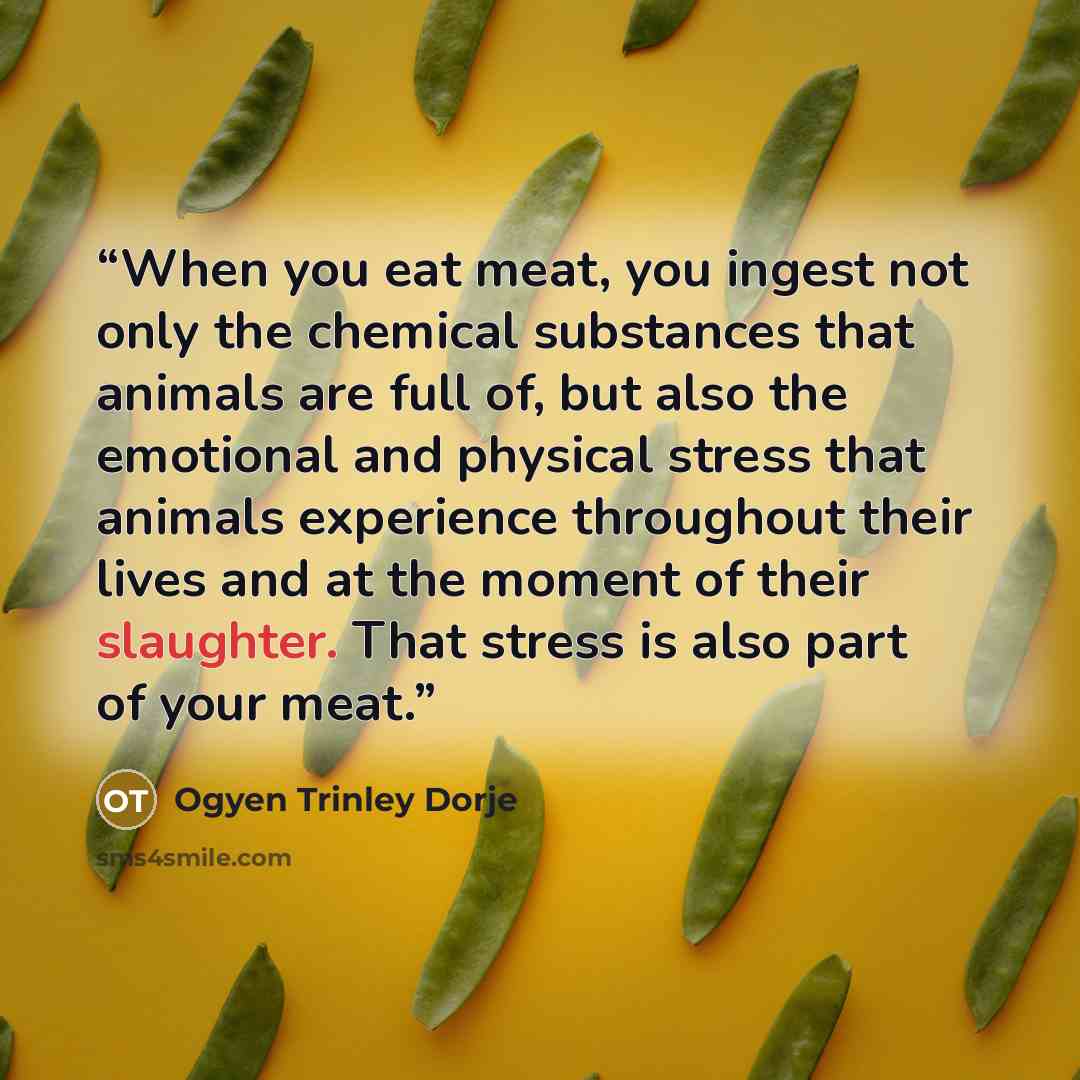 “When you eat meat, you ingest not only the chemical substances that animals are full of, but also the emotional and physical stress that animals experience throughout their lives and at the moment of their slaughter. That stress is also part of your meat.” quote by Ogyen Trinley Dorje