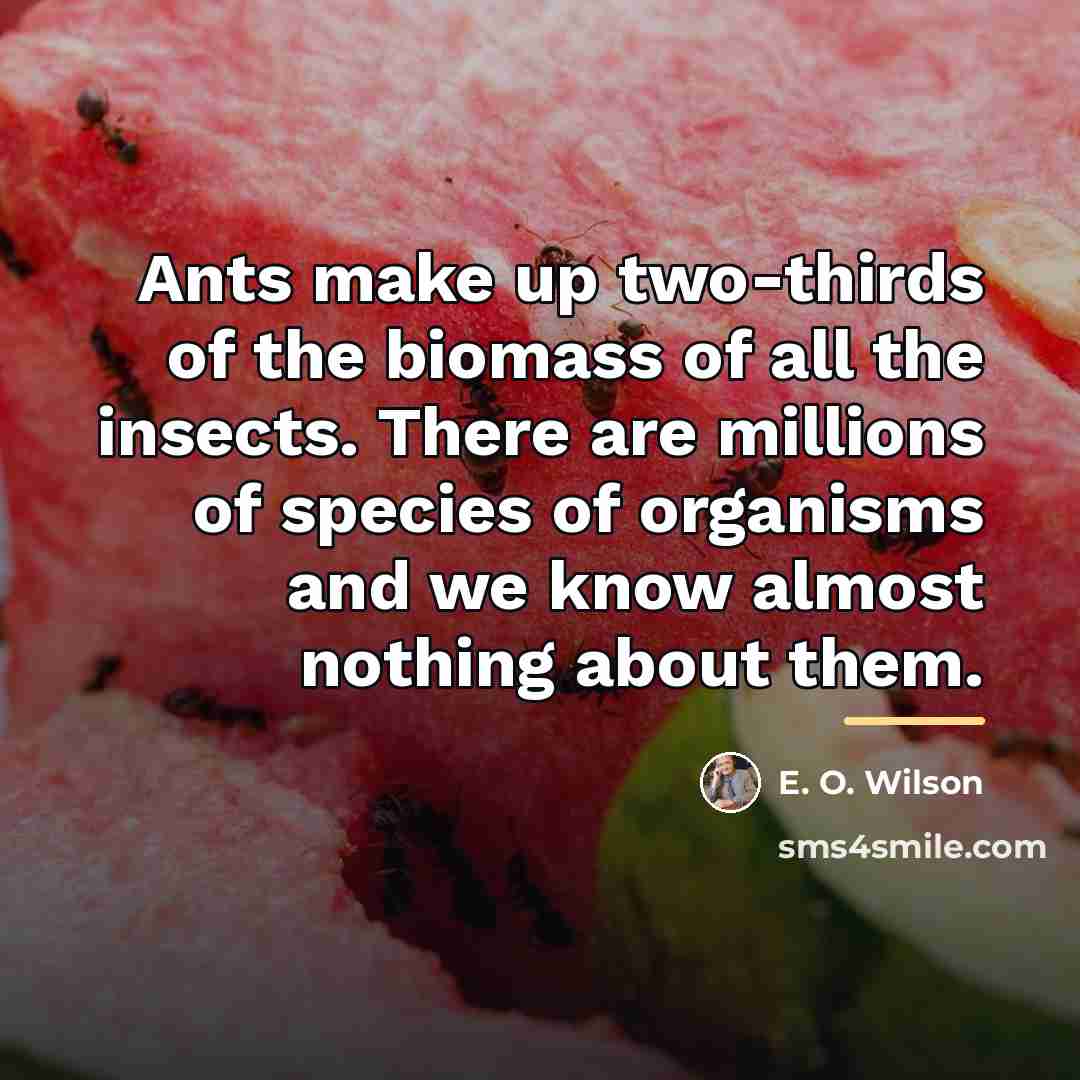 “Ants make up two-thirds of the biomass of all the…” quote by E. O. Wilson