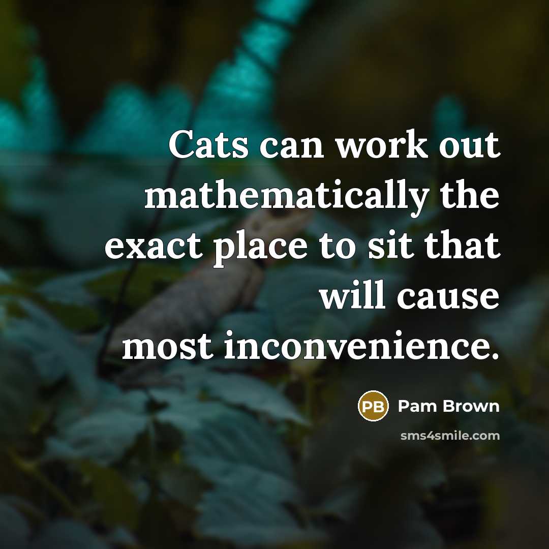 “Cats can work out mathematically the exact place to sit…” quote by Pam Brown