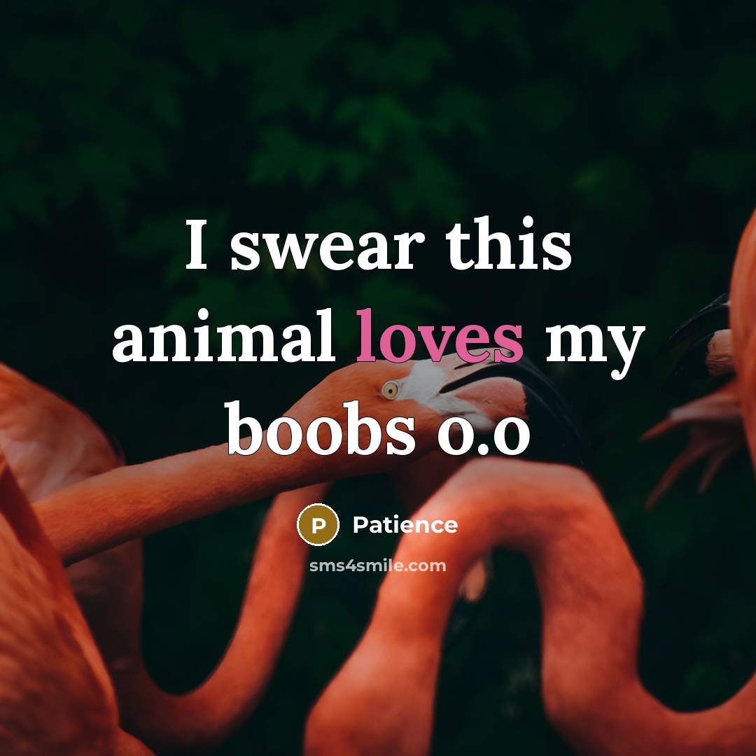 “I swear this animal loves my boobs o.o” quote by Patience