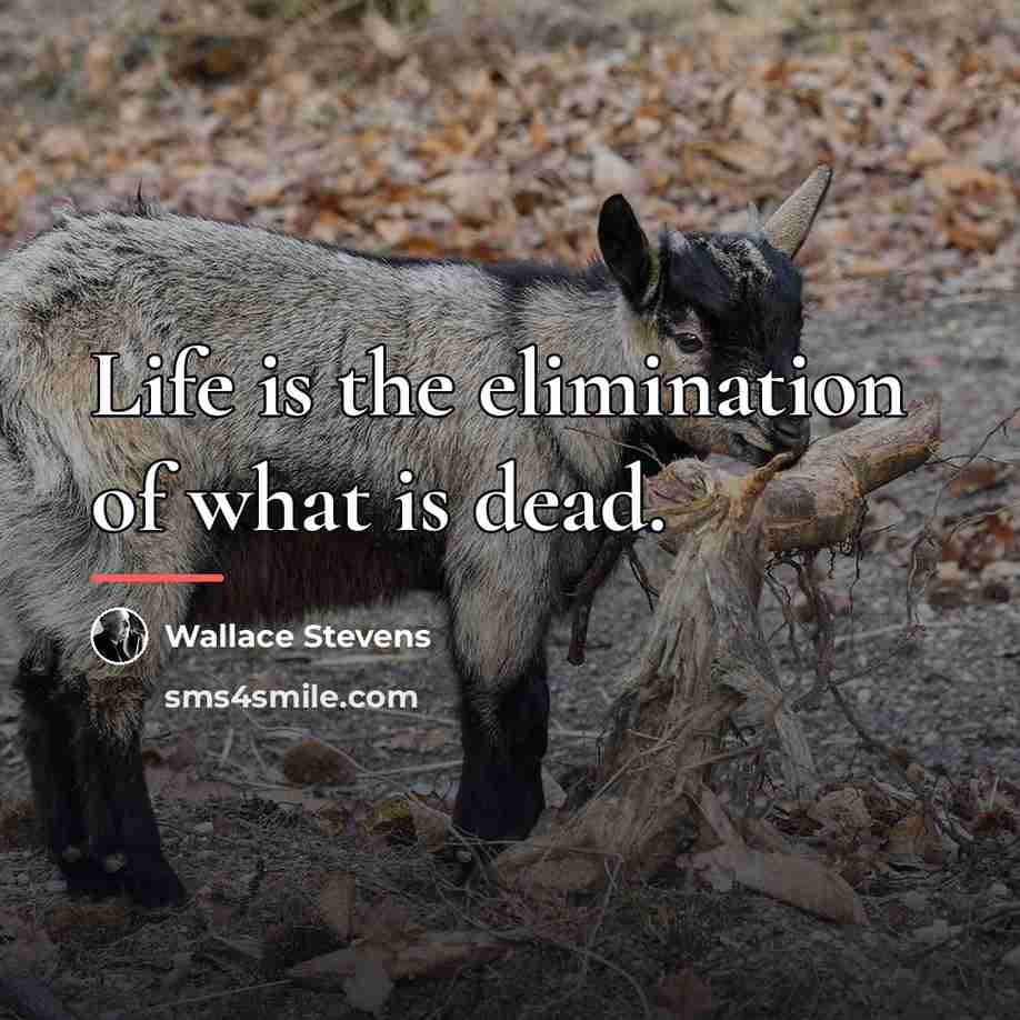 “Life is the elimination of what is dead.…” quote by Wallace Stevens