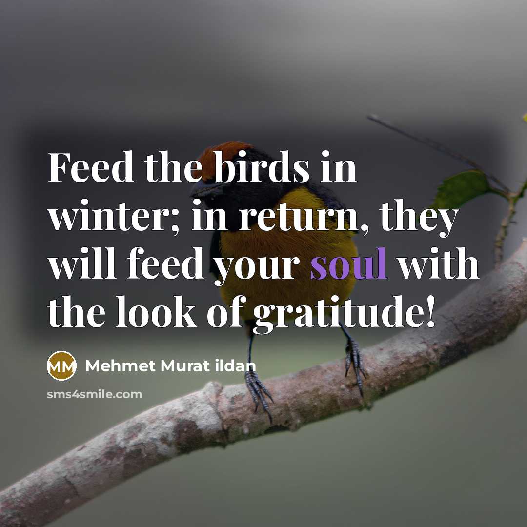 “Feed the birds in winter; in return, they will feed…” quote by Mehmet Murat Ildan