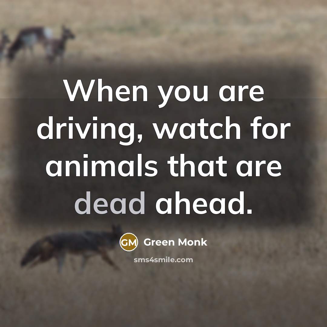 “When you are driving, watch for animals that are dead…” quote by Green Monk