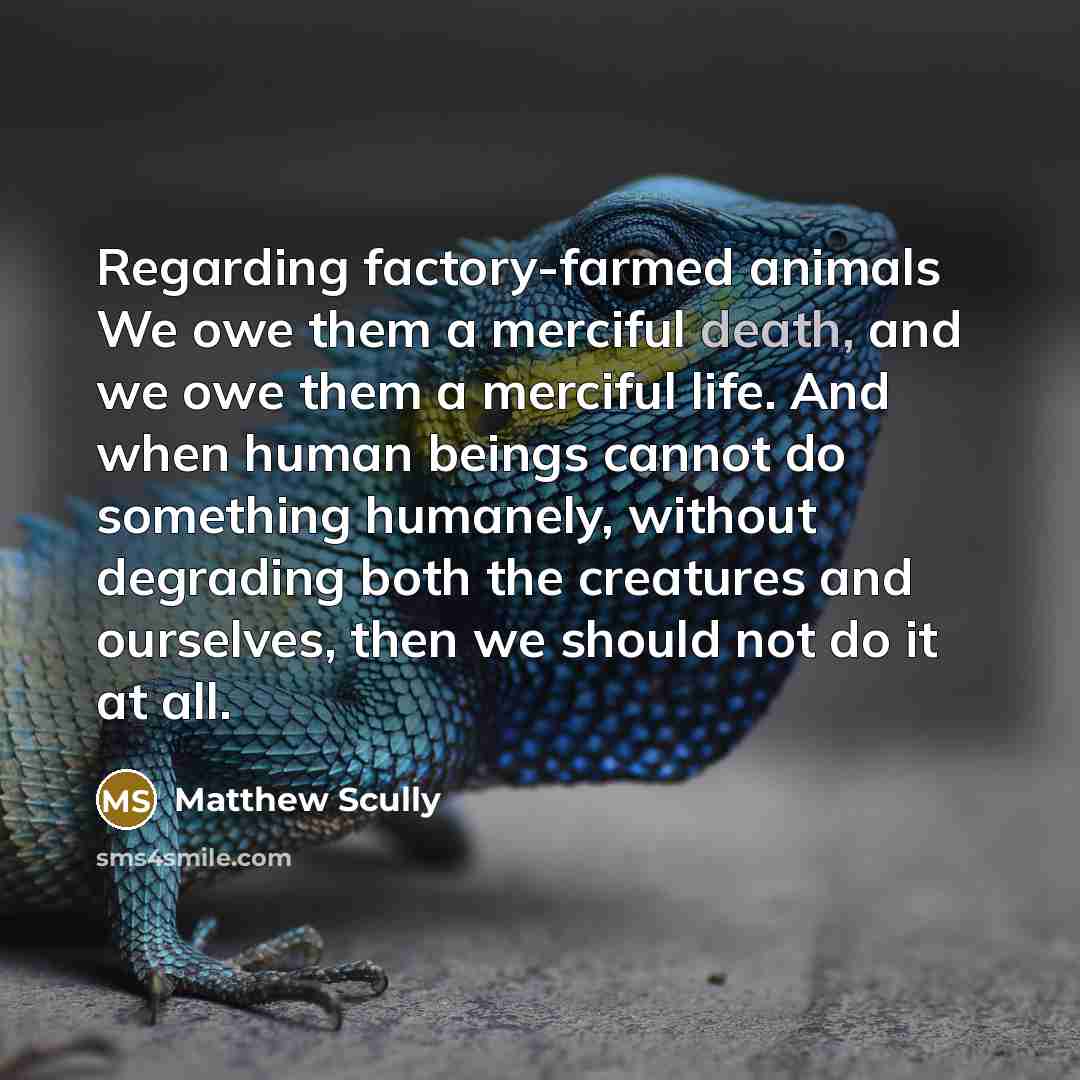 “Regarding factory-farmed animals We owe them a merciful death, and…” quote by Matthew Scully