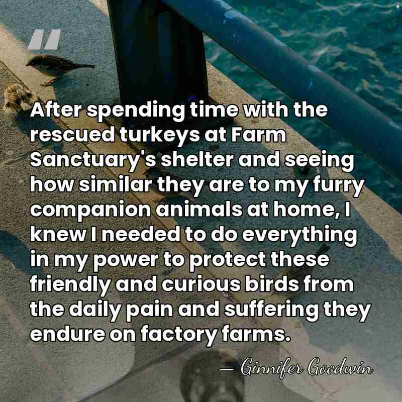 After spending time with the rescued turkeys at Farm Sanctuary's shelter and&hellip; - Ginnifer Goodwin