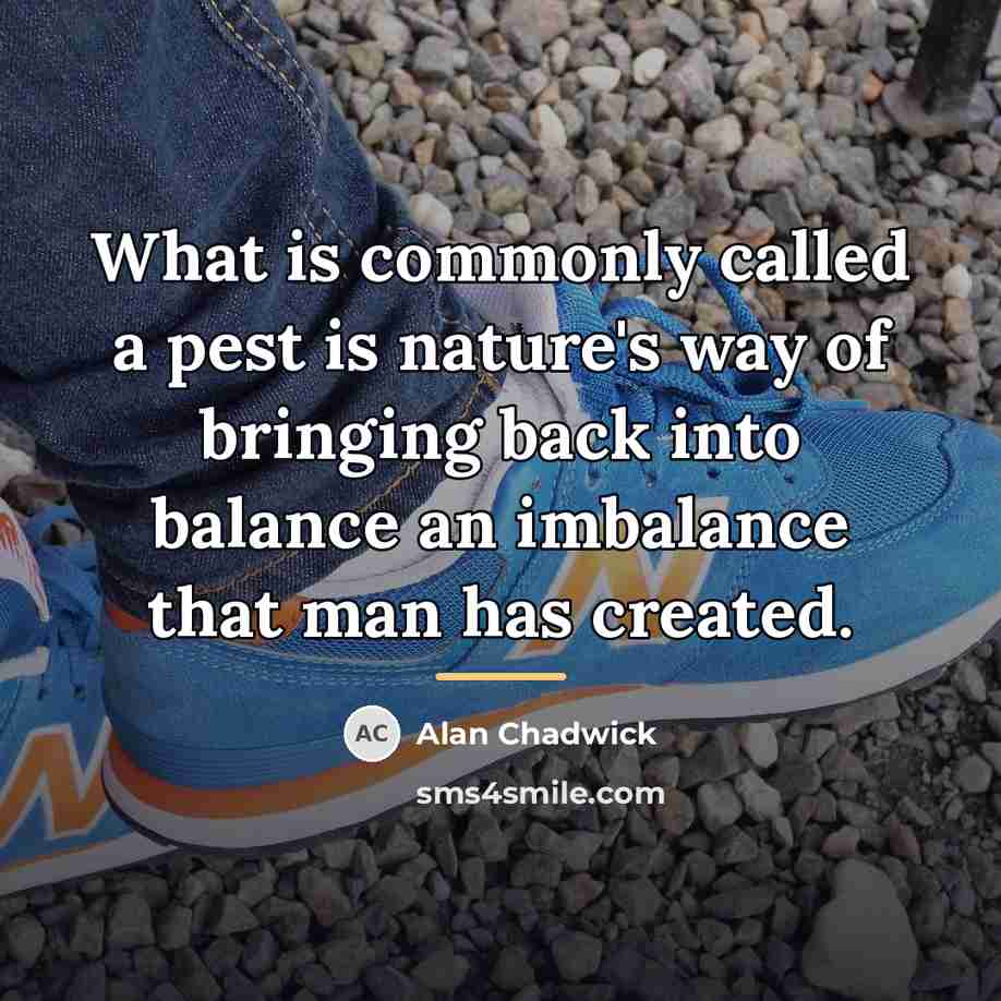 “What is commonly called a pest is nature's way of…” quote by Alan Chadwick