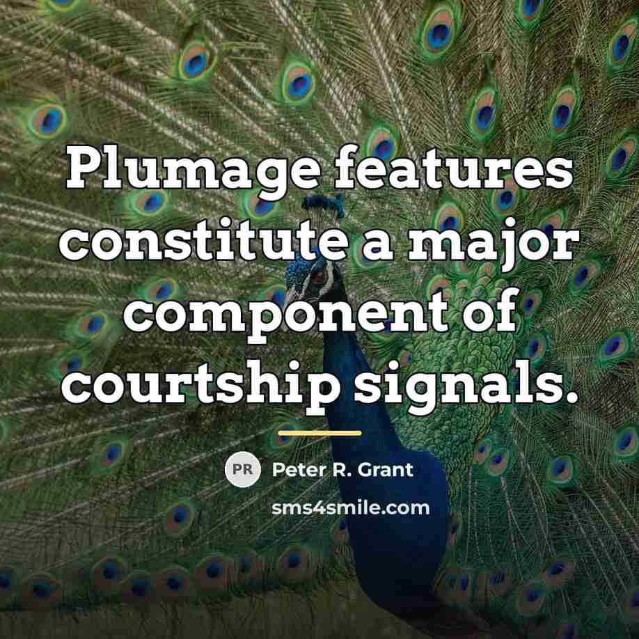 “Plumage features constitute a major component of courtship signals.…” quote by Peter R. Grant