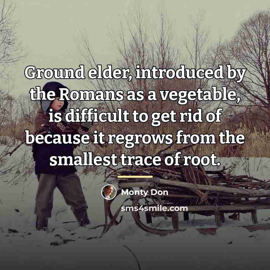 “Ground elder, introduced by the Romans as a vegetable, is…” quote by Monty Don