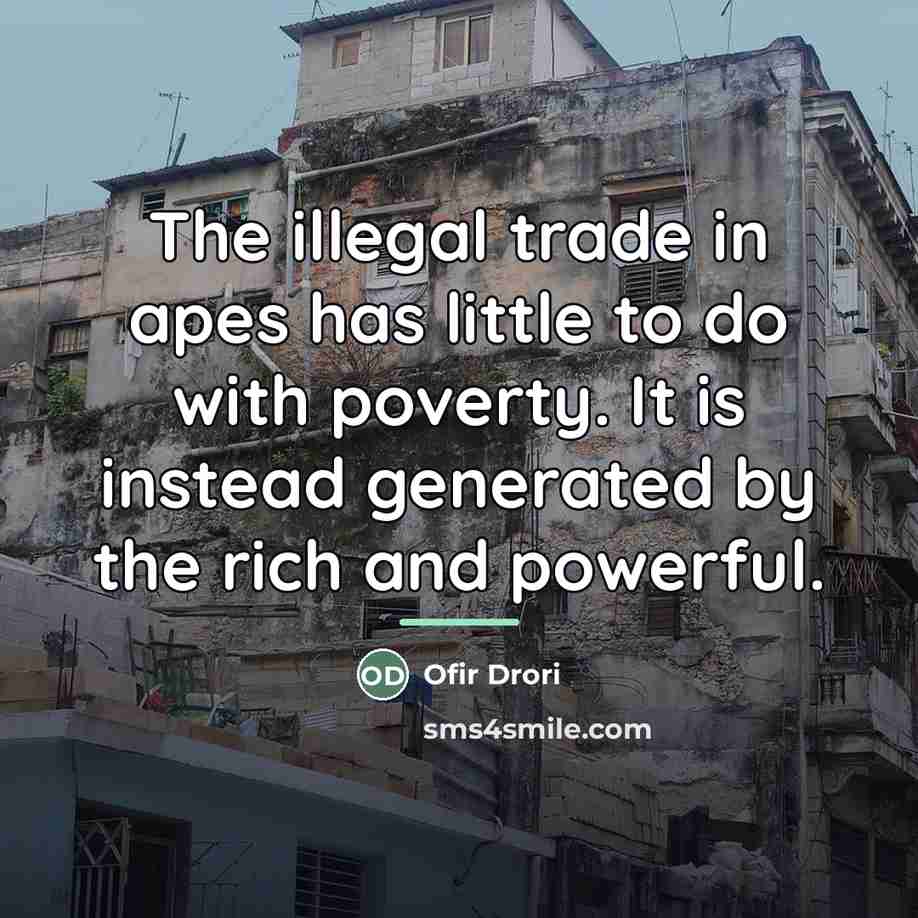 “The illegal trade in apes has little to do with…” quote by Ofir Drori