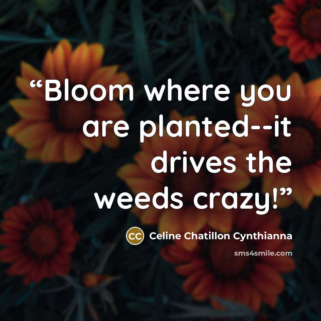 “Bloom where you are planted--it drives the weeds crazy!” quote by Celine Chatillon Cynthianna