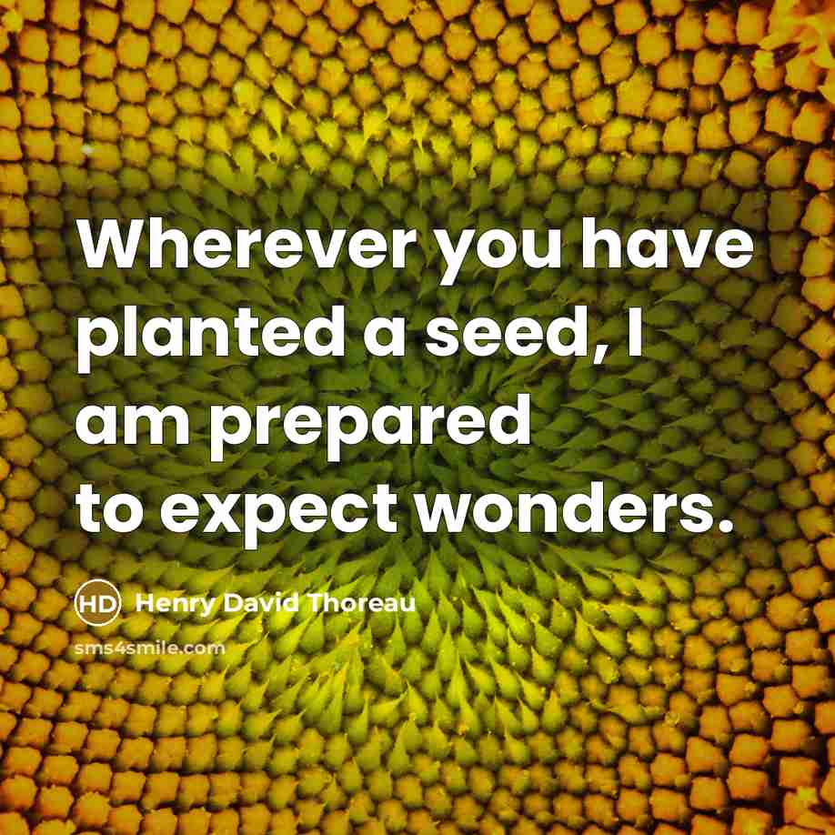 “Wherever you have planted a seed, I am prepared to…” quote by Henry David Thoreau