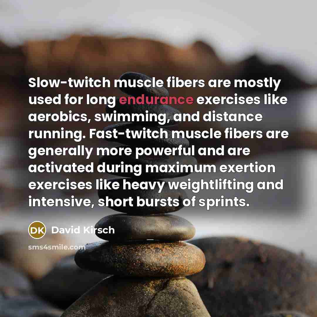 “Slow-twitch muscle fibers are mostly used for long endurance exercises…” quote by David Kirsch