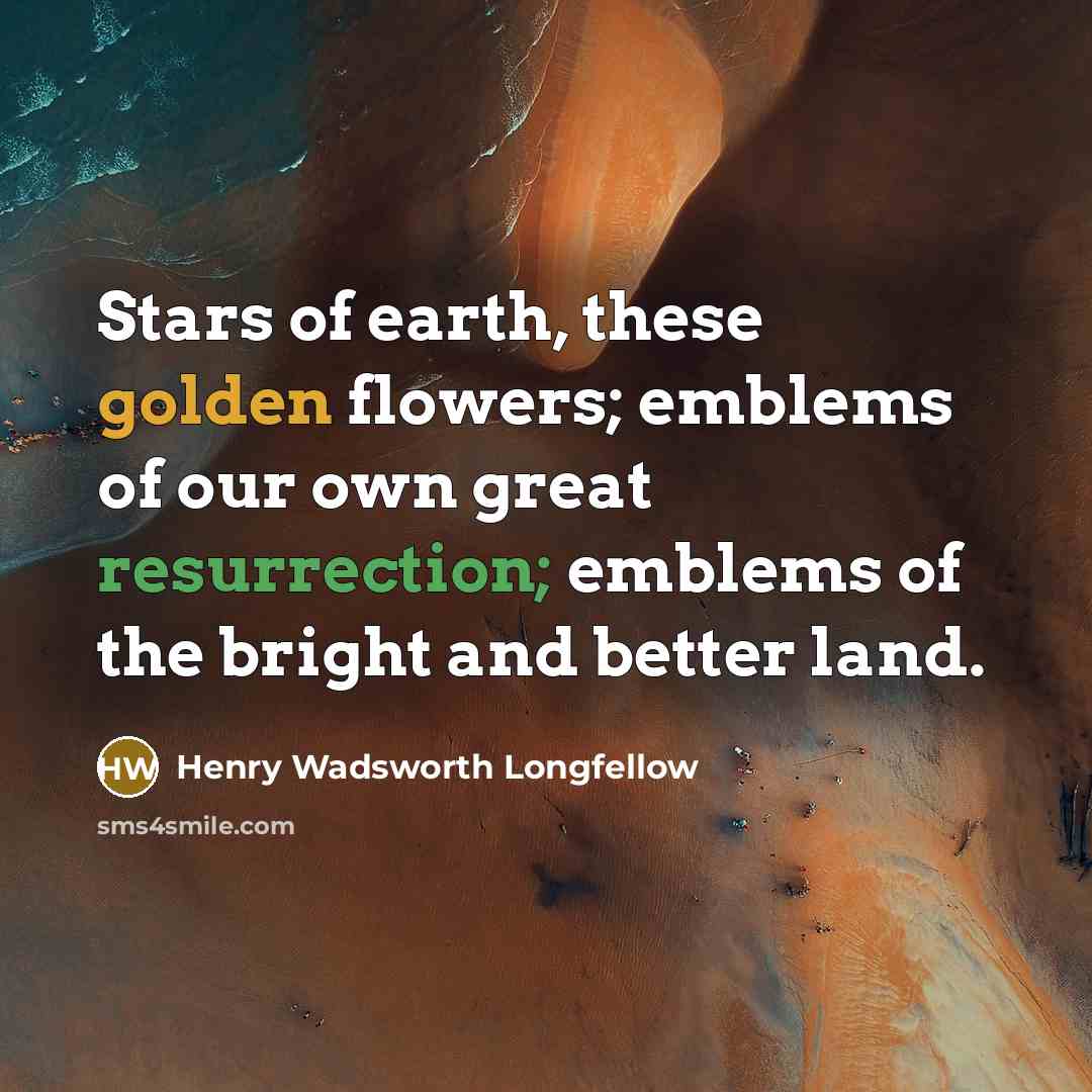 “Stars of earth, these golden flowers; emblems of our own…” quote by Henry Wadsworth Longfellow